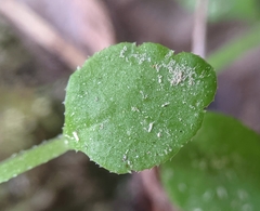 Campanula californica