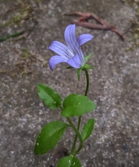 Campanula californica
