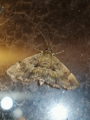 Hymenia perspectalis