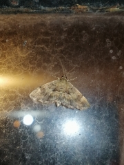 Hymenia perspectalis