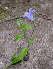 Campanula californica