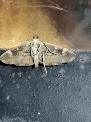 Hymenia perspectalis