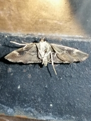 Hymenia perspectalis