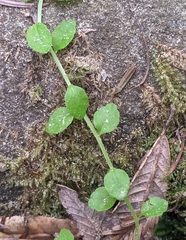 Campanula californica