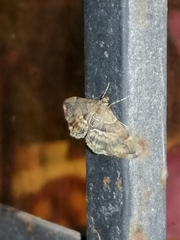 Hymenia perspectalis