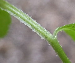 Campanula californica