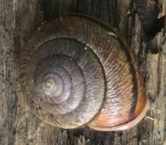 Helminthoglypta exarata