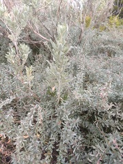 Atriplex paludosa paludosa
