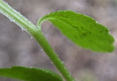 Campanula californica