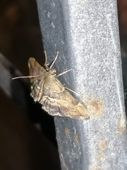 Hymenia perspectalis