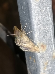 Hymenia perspectalis