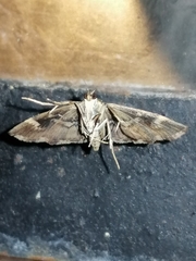 Hymenia perspectalis