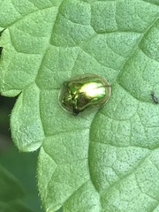 Charidotella succinea