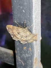 Hymenia perspectalis