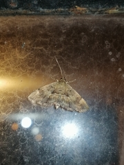 Hymenia perspectalis