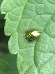 Charidotella succinea