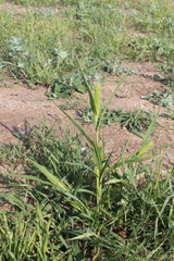 Setaria viridis