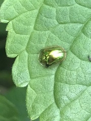 Charidotella succinea