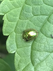 Charidotella succinea