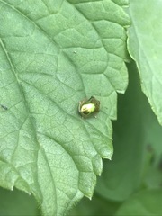 Charidotella succinea