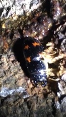 Glischrochilus japonius