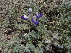 Lupinus tidestromii