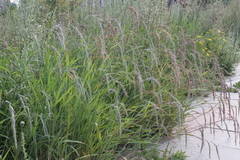 Elymus sibiricus
