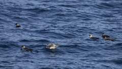 Procellaria cinerea