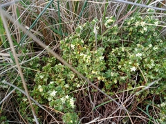 Pimelea spinescens spinescens