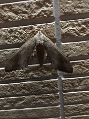 Marumba sperchius
