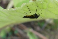 Sciara hemerobioides