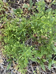 Galium aparine aparine