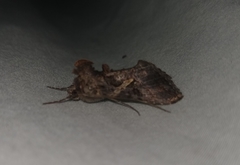 Ctenoplusia oxygramma