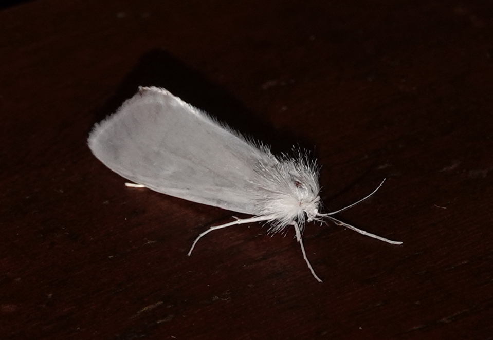 Satin Rupela