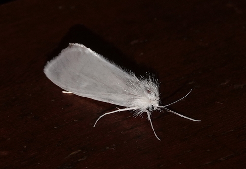 Satin Rupela