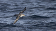 Procellaria cinerea