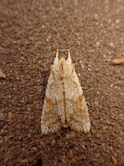 Lithophane bethunei