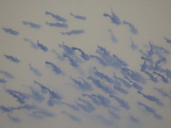 Ameiurus