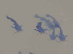 Ameiurus