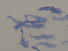 Ameiurus