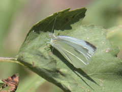 Pieris rapae
