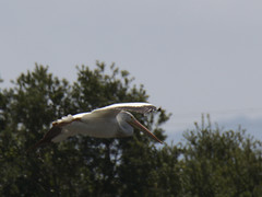 Pelecanus erythrorhynchos