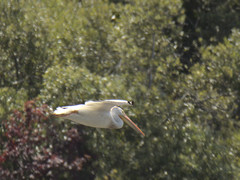 Pelecanus erythrorhynchos