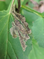 Liriomyza orilliensis