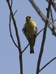 Spinus psaltria