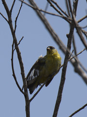Spinus psaltria