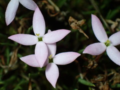 Houstonia rubra