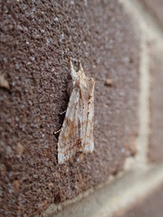 Lithophane bethunei