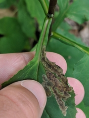 Liriomyza orilliensis
