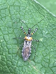 Pselliopus zebra